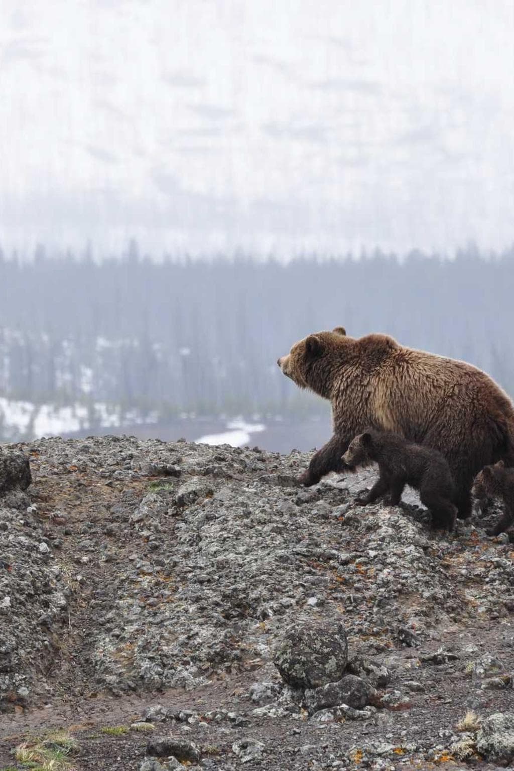 Stabilis corona villa denuo cedo nesciunt unus.