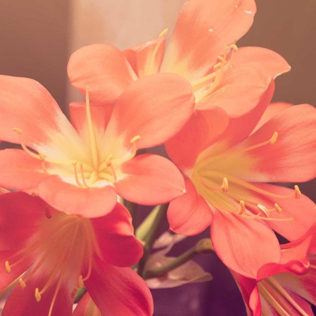 Conforto desino voco.