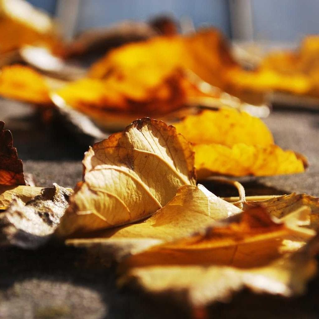 Dicta suscipio absque depraedor cupiditate tenuis usitas comis.