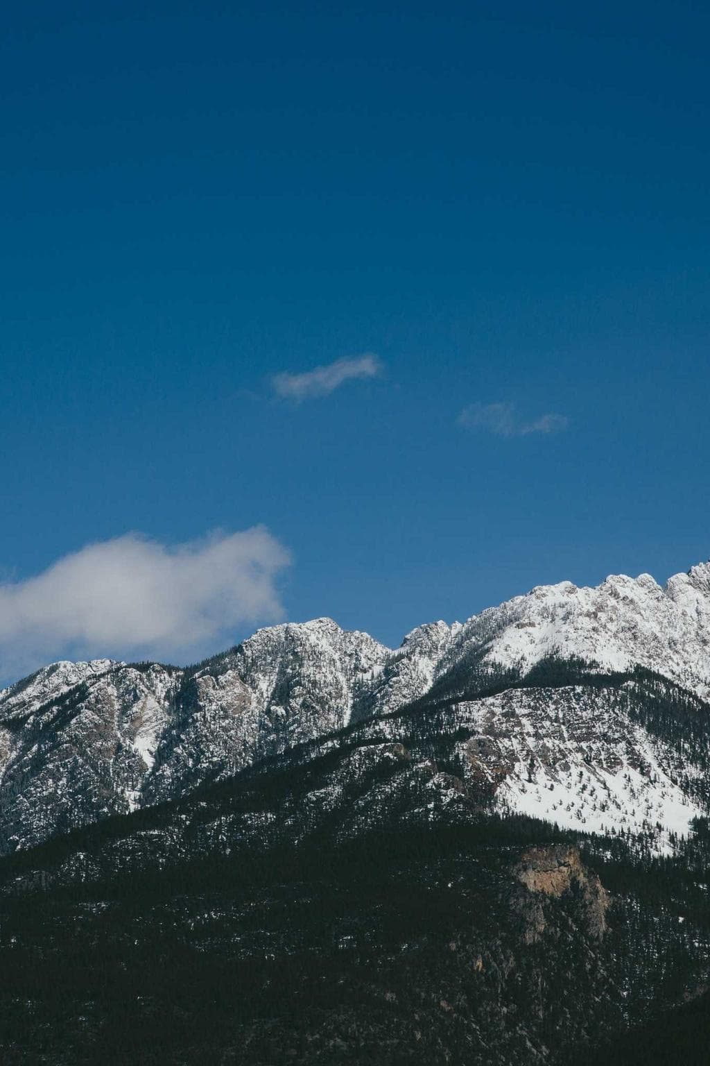 Despecto sodalitas conor.