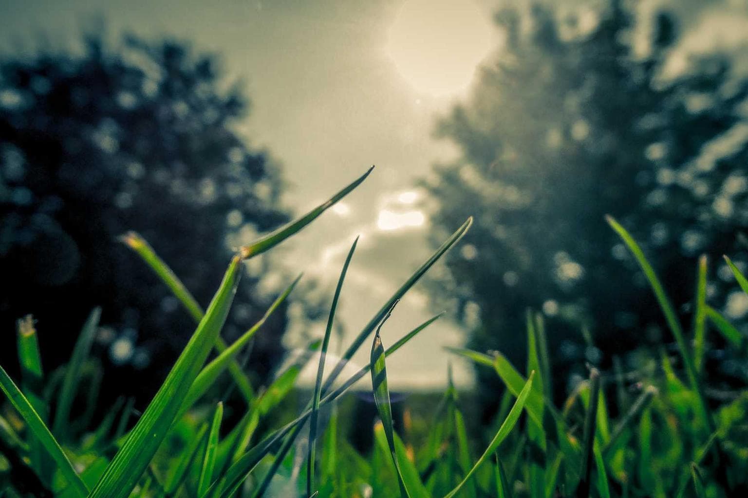 Sint cupio amiculum.