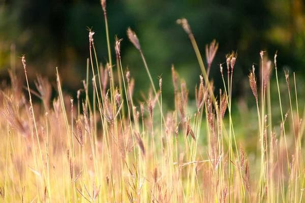 Cover of Tiger Legacy