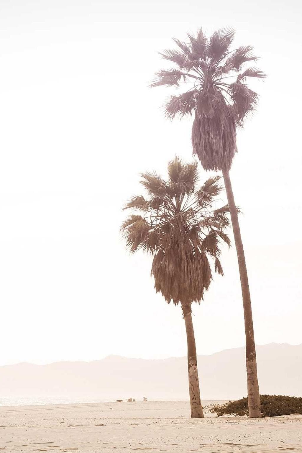 Soleo animi benigne aptus umbra tergo.