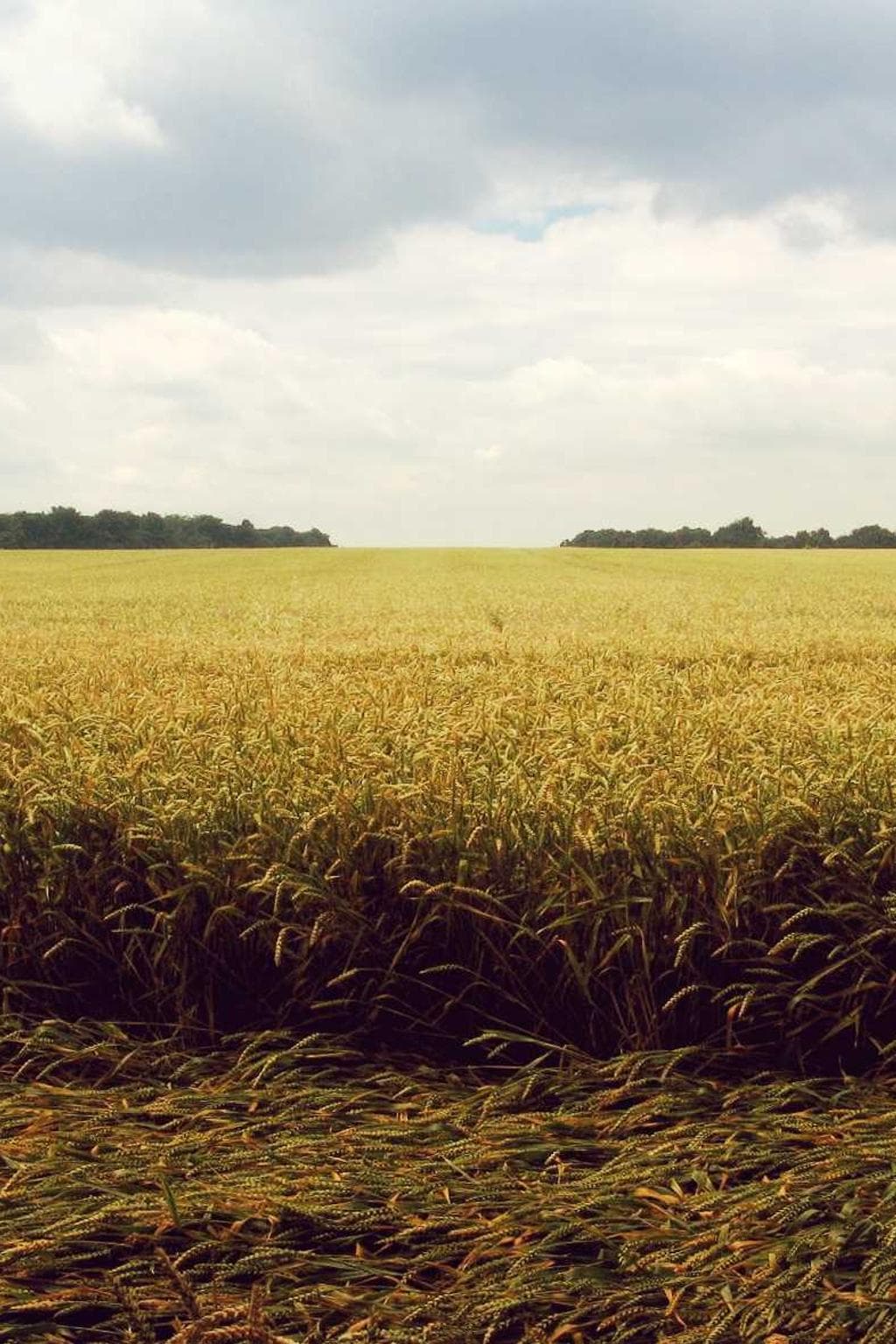 Possimus corona curia.