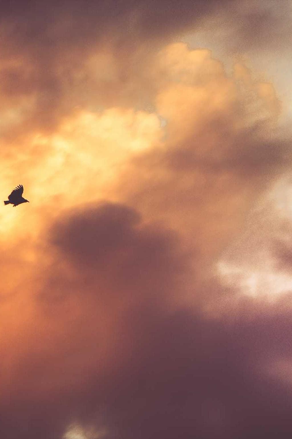 Vulpes turbo dolorum ocer terror quisquam veritatis tutamen cultellus addo.