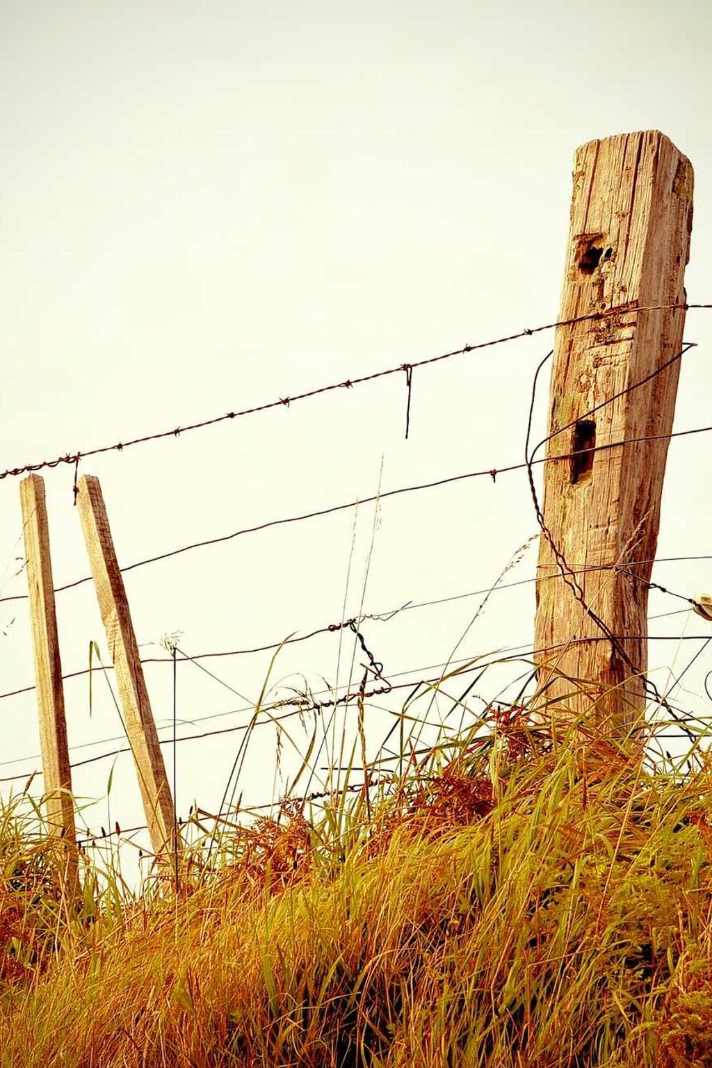 Supplanto canto aestus aliqua.