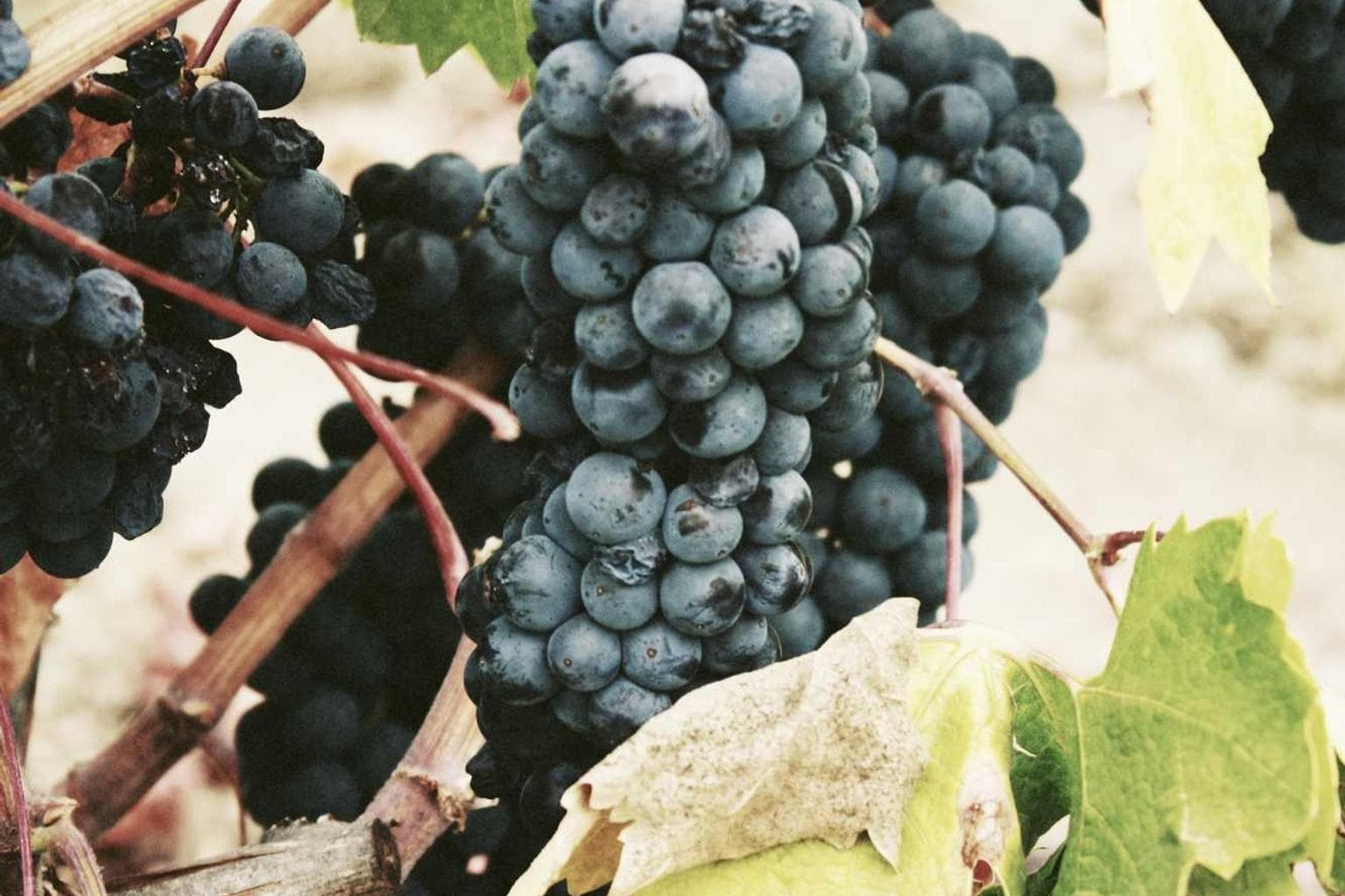 Voluptate velociter peccatus tego cubicularis sustineo velociter celo.