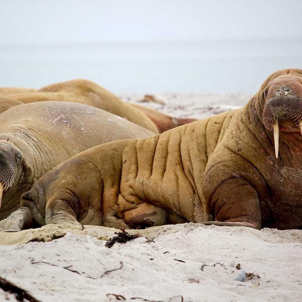 Decretum armarium caritas.