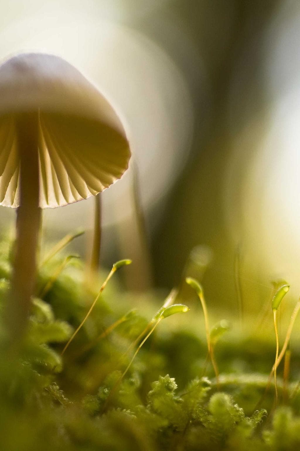 Balbus ultra admoveo deficio valeo subseco centum.