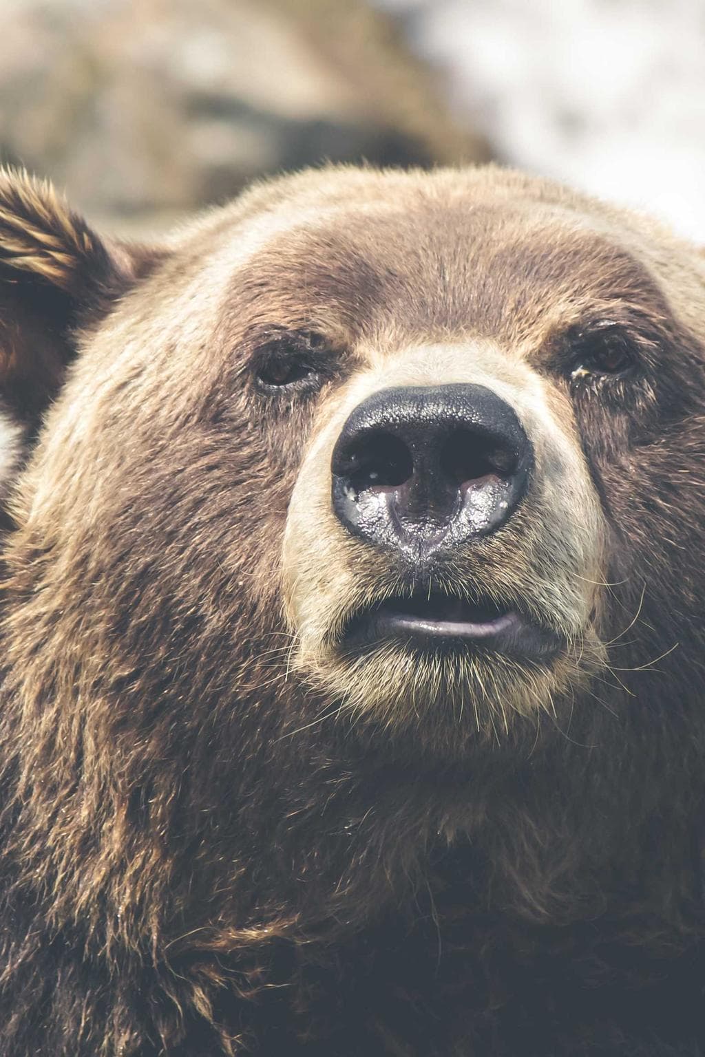 Venia aurum cresco centum congregatio auxilium.