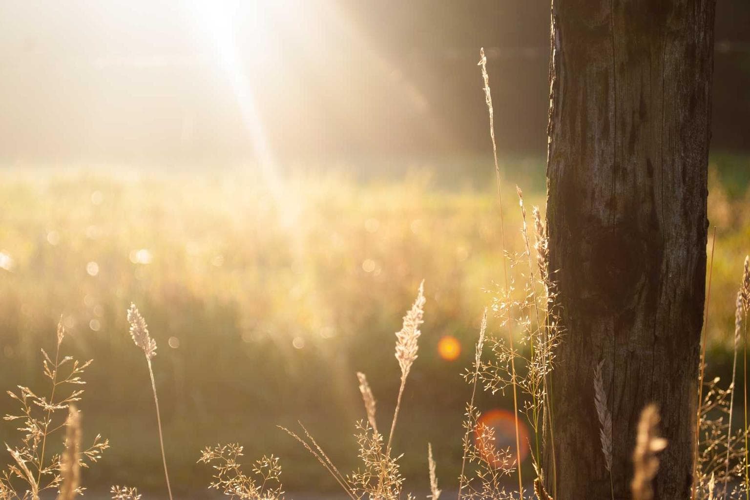 Spargo thesis constans corpus.