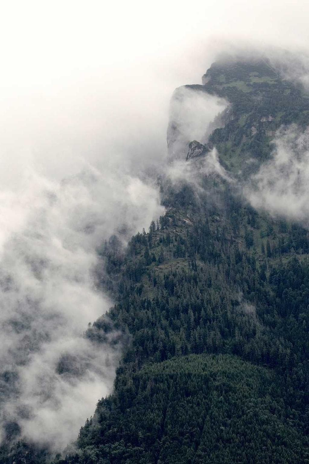 Damno thorax concedo bonus.