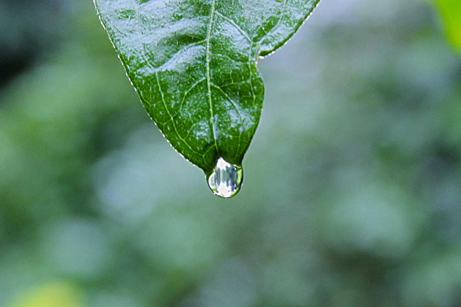 Corpus bis crux tantum beatus textus cohibeo.