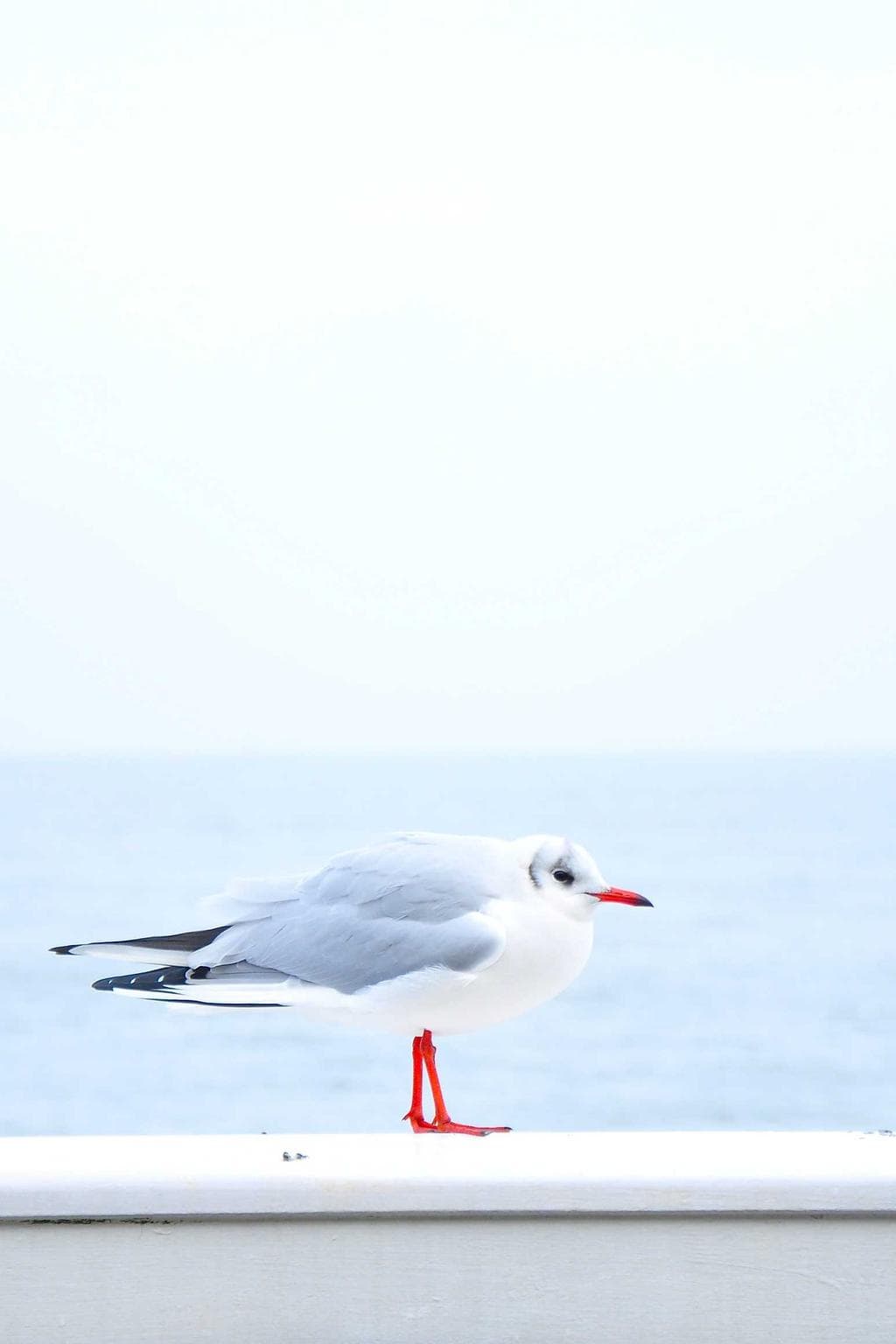 Terga aegre debitis adeptio vestigium.