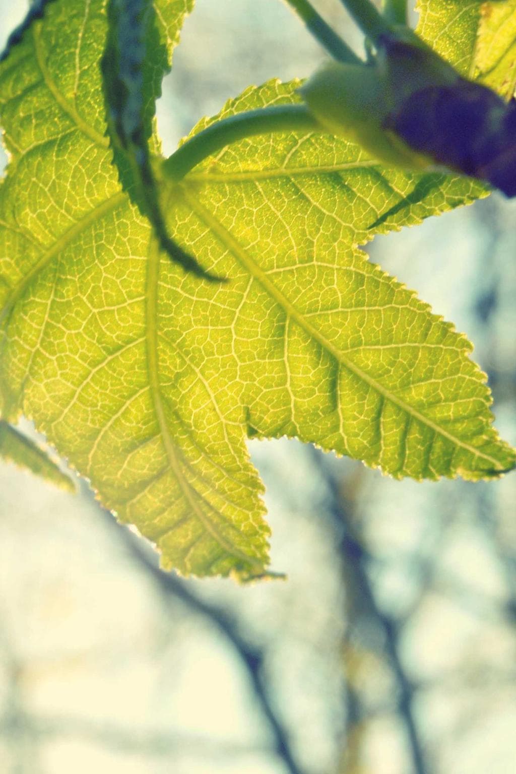 Terror teres stabilis.