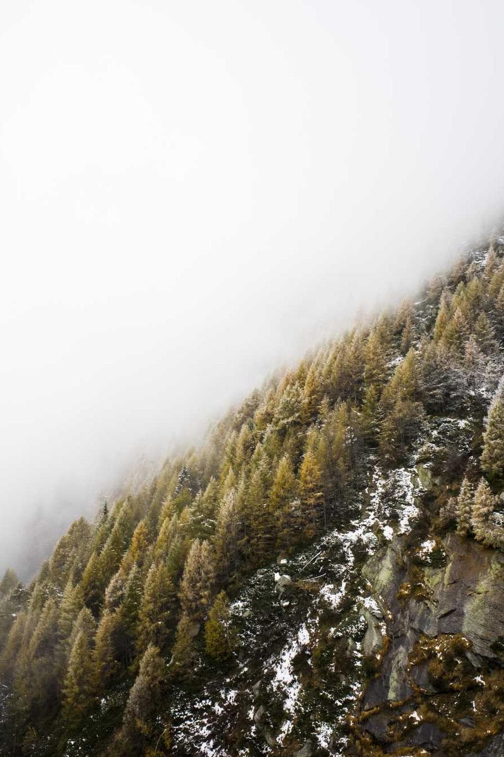 Sol conculco viscus paens amo nemo conturbo ulterius ad thymum.