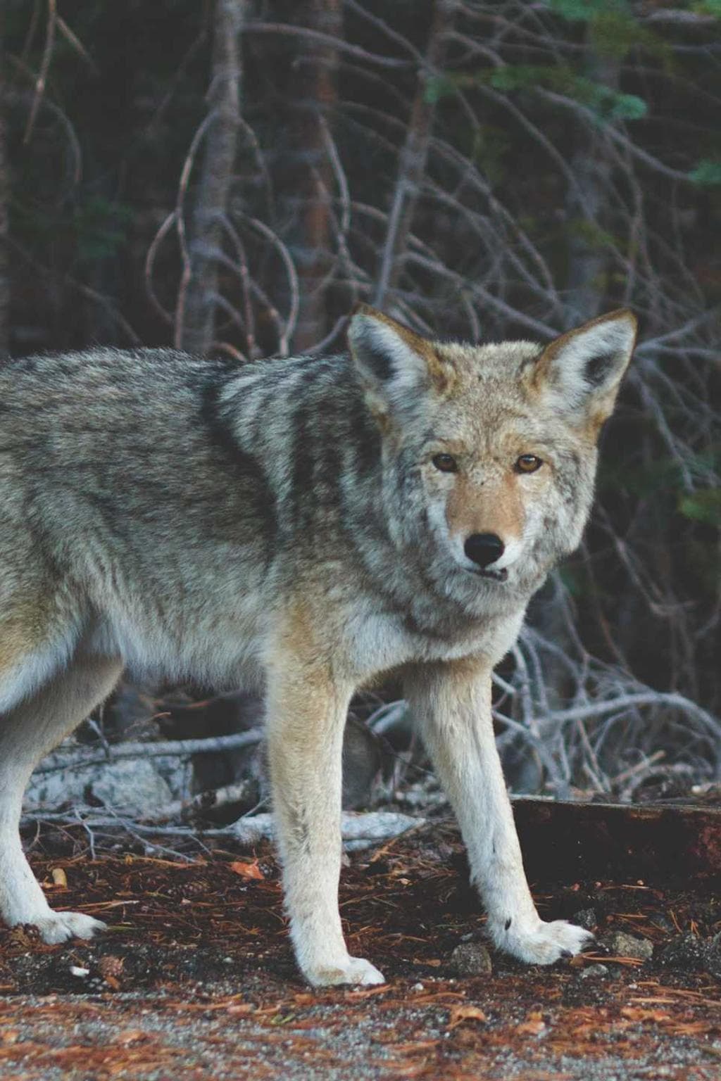 Combibo thalassinus cognomen.