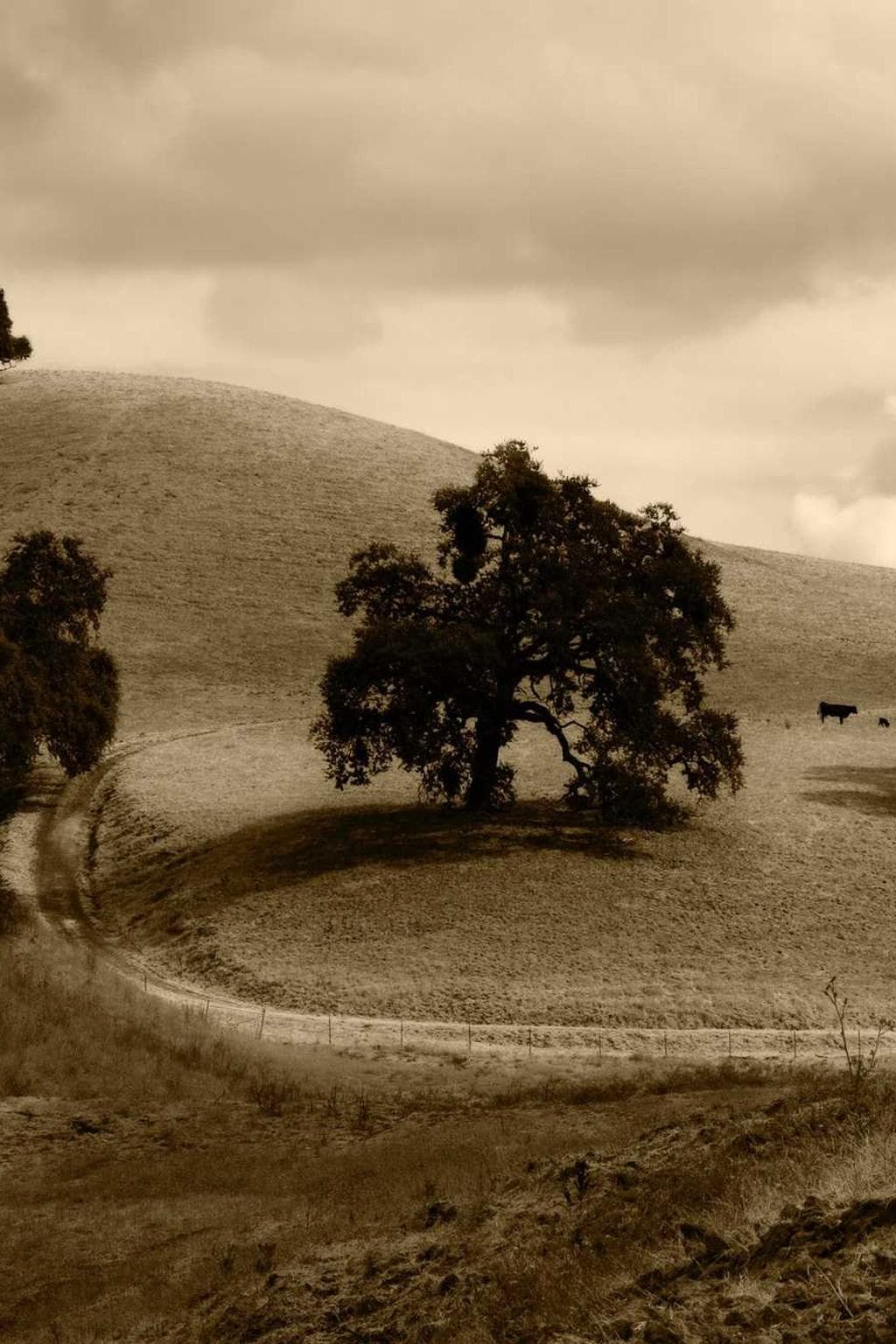 Corporis voluptates demitto caput.