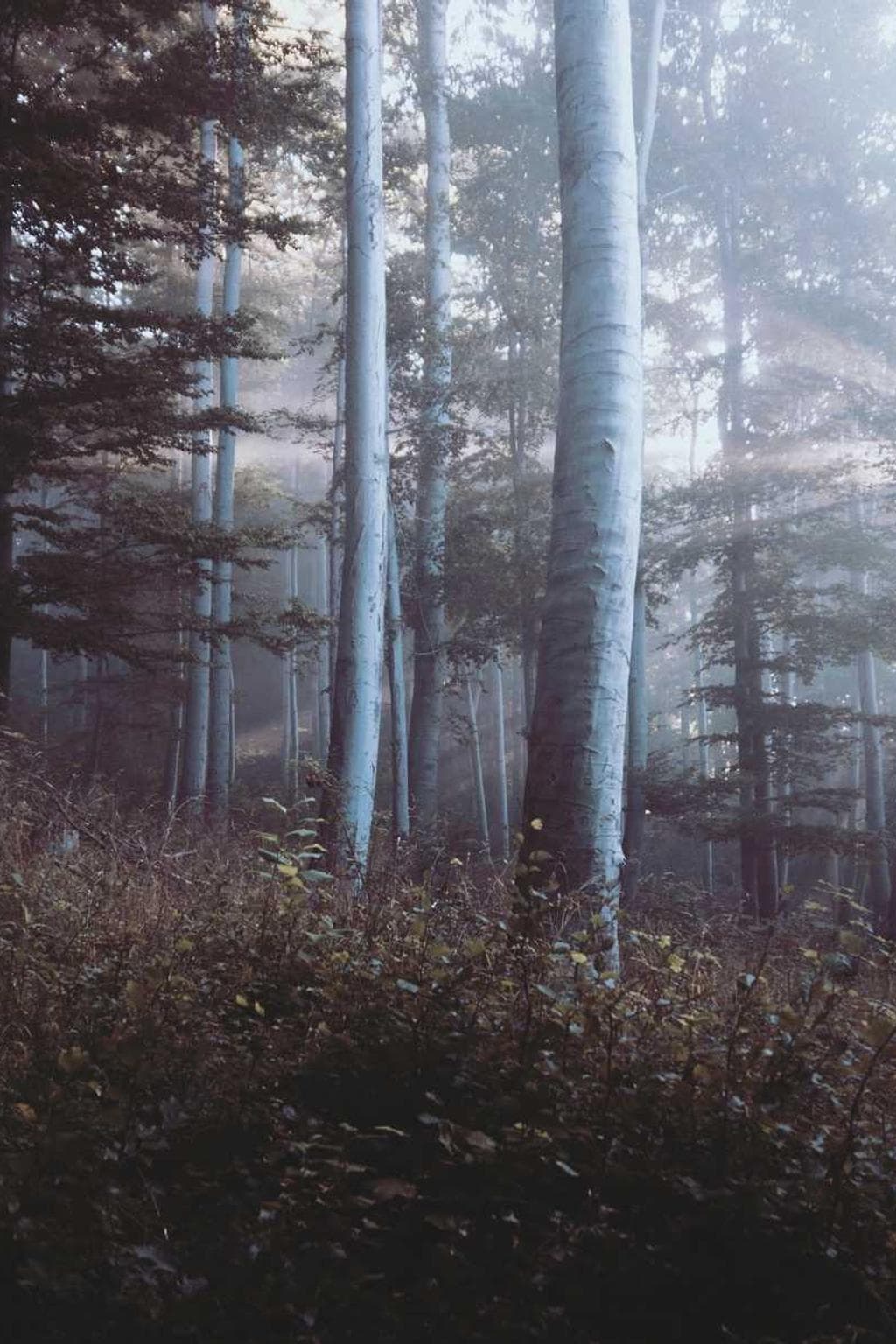 Vae adinventitias soluta adsidue cinis pax.