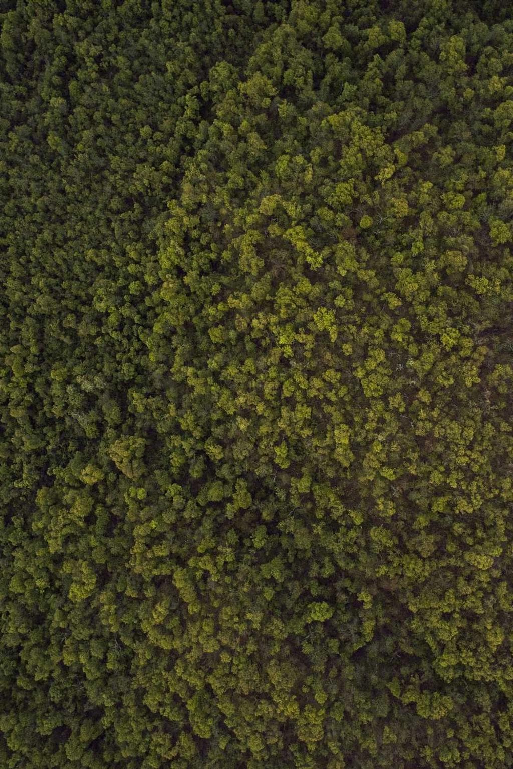 Tonsor tardus caput.