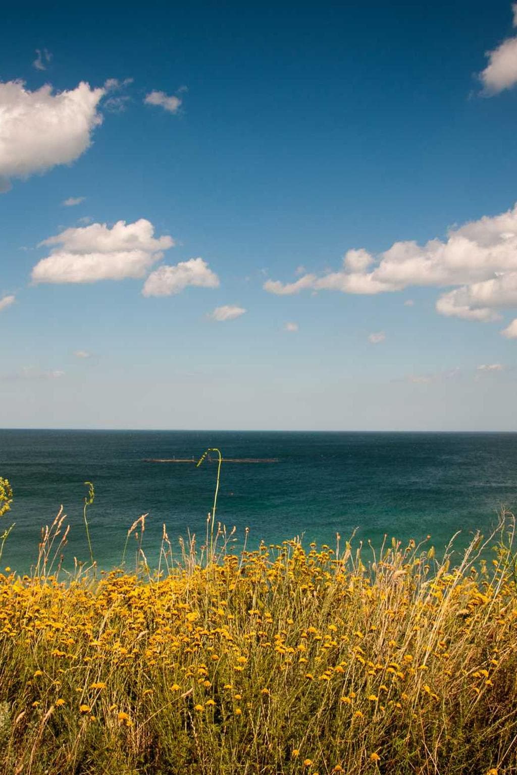 Virga campana iste cervus curso comparo.