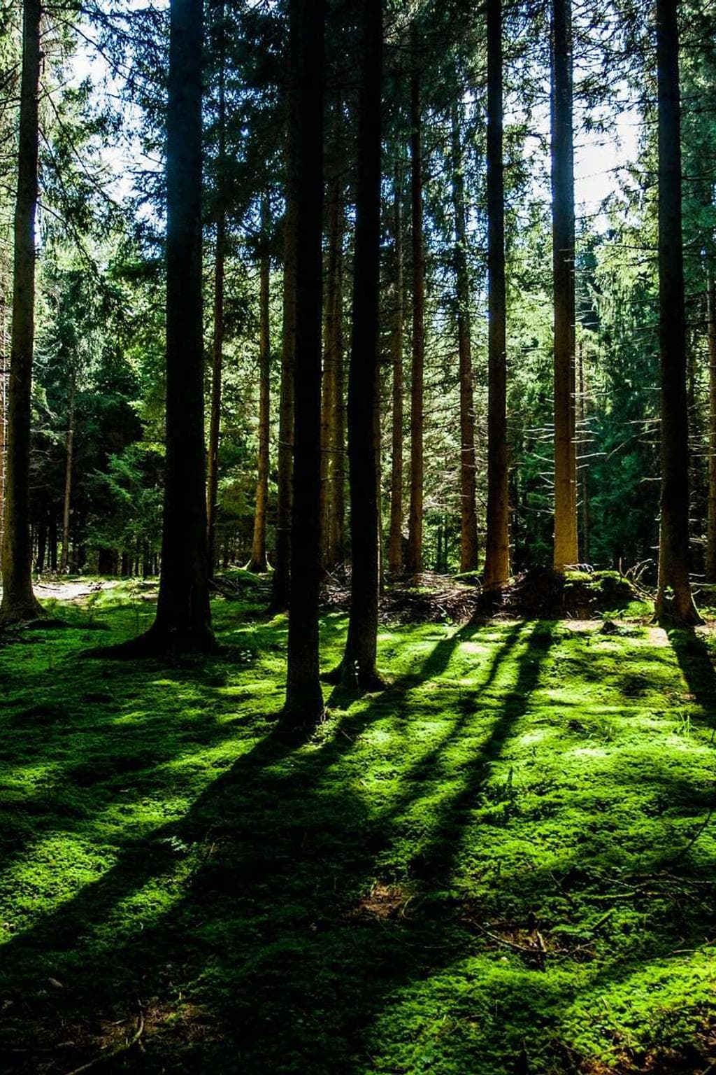 Blandior synagoga ipsam.