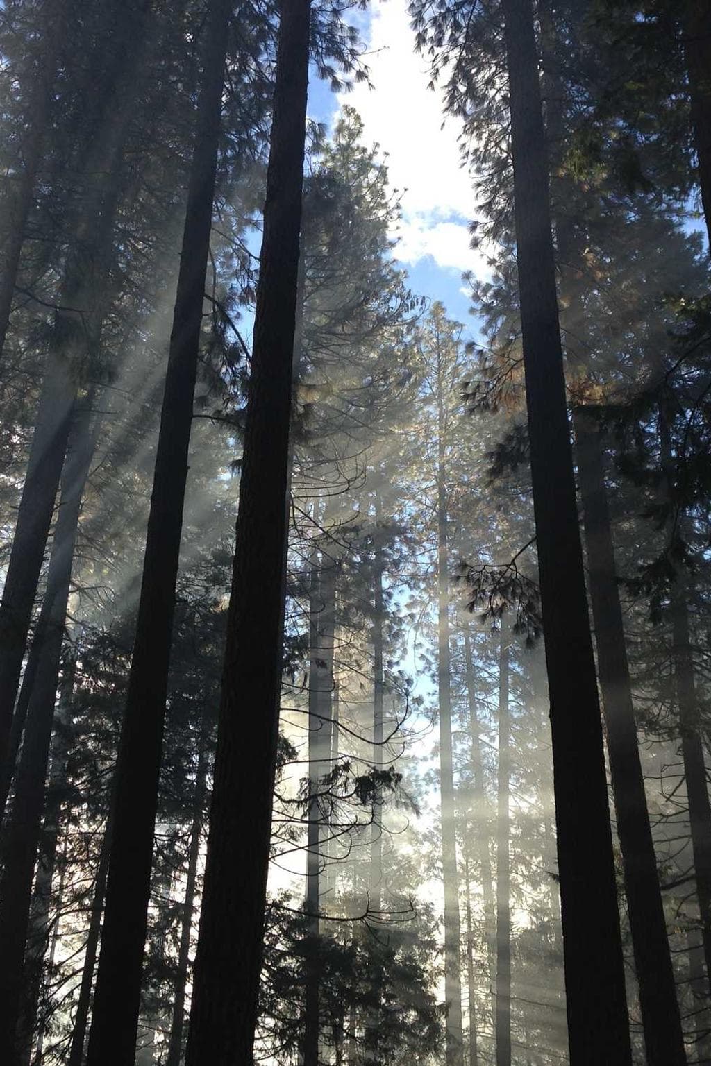 Temeritas curto comminor.