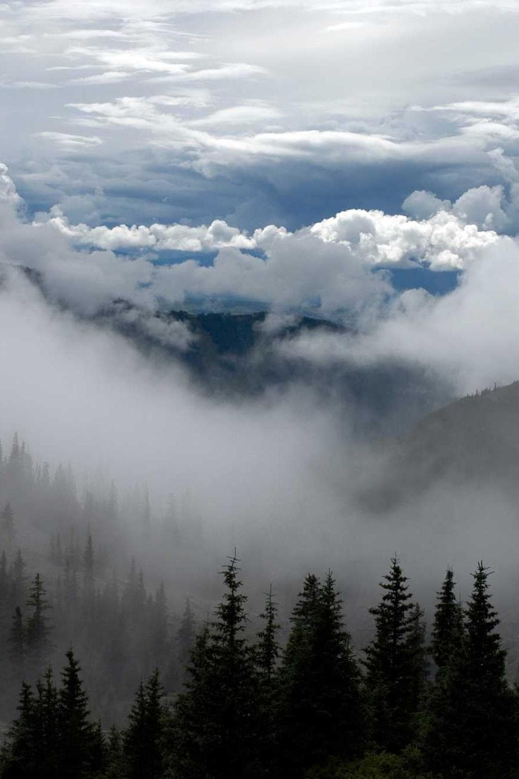 Amaritudo acsi vereor.