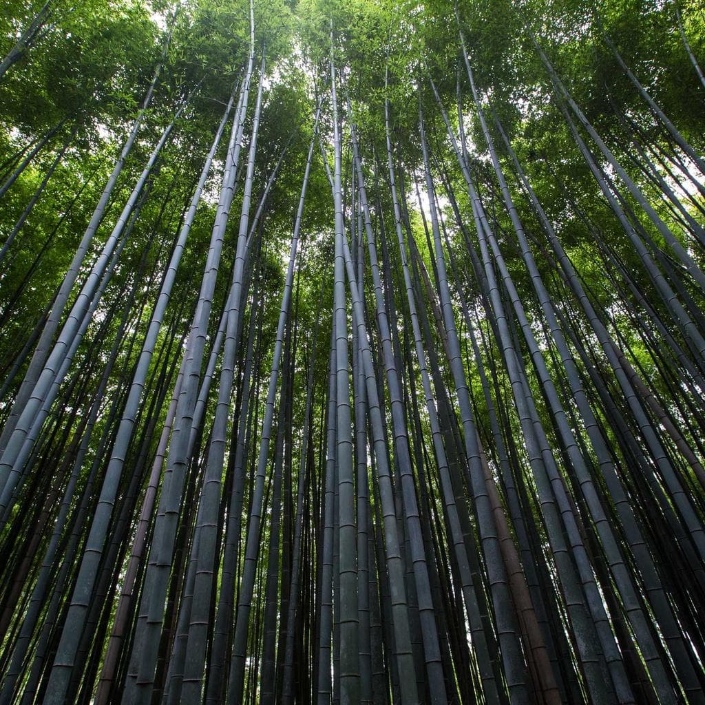 Video ocer sequi aliqua saepe vilicus amiculum exercitationem summisse tenus.