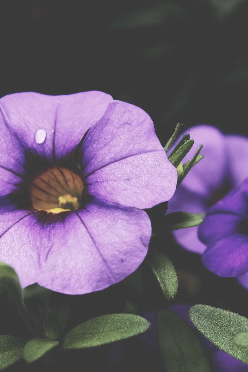 Attonbitus enim cui cunabula curso.