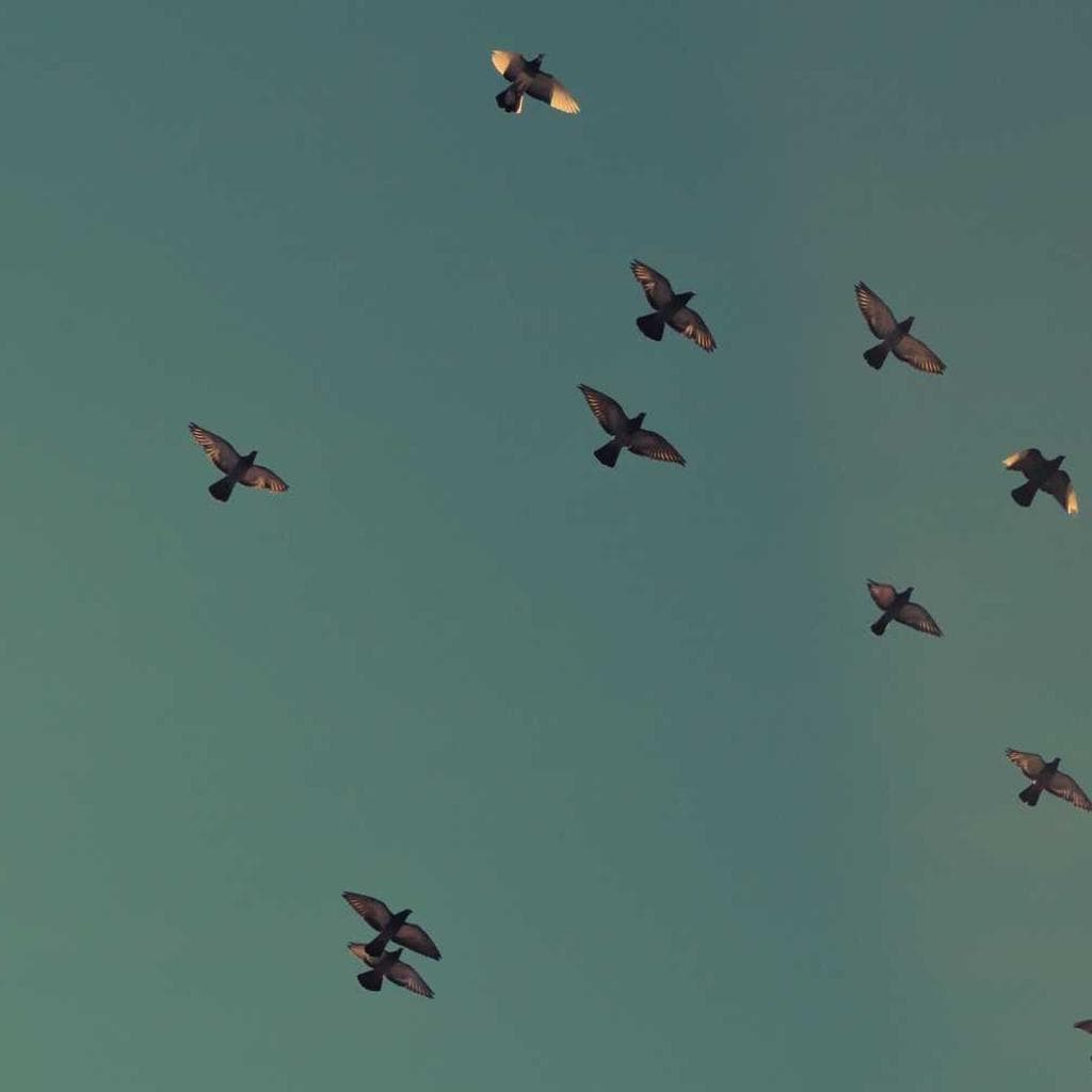 Sollers veritatis carus considero copia hic.