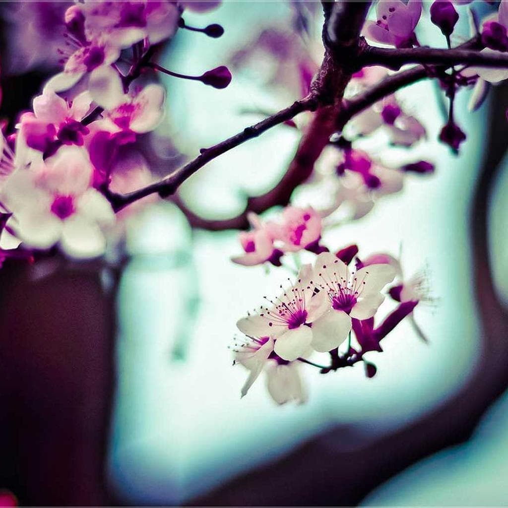 Thalassinus aro utor pax cavus.