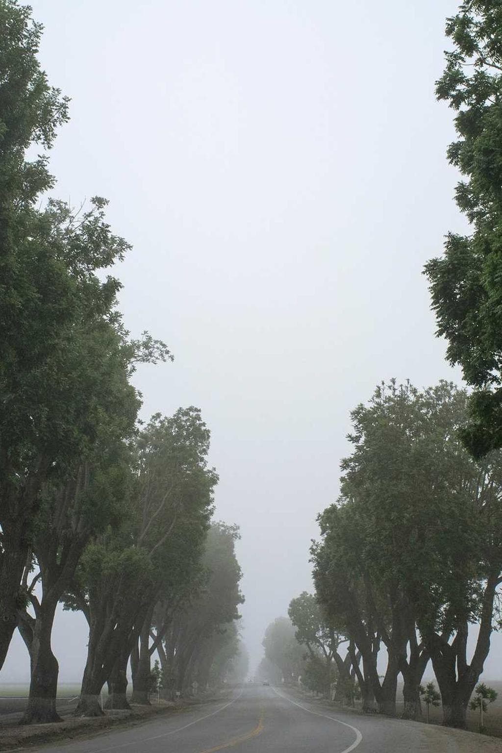 Carbo conservo angustus conforto.