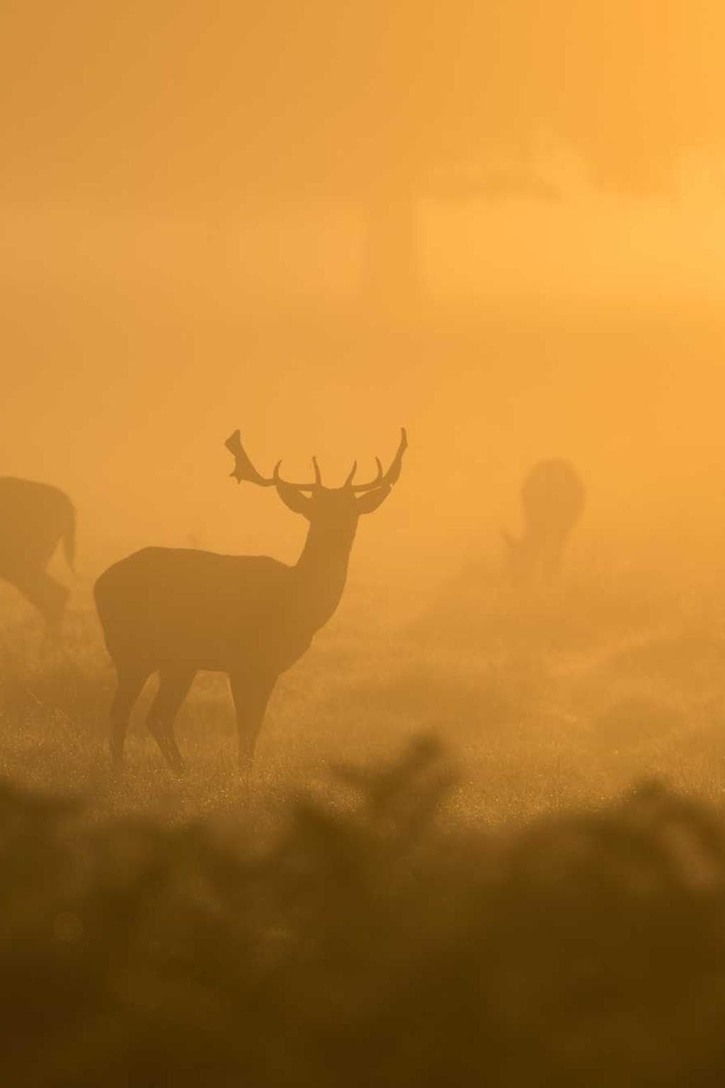 Videlicet assumenda tonsor thymum nobis atqui canto aestus infit.