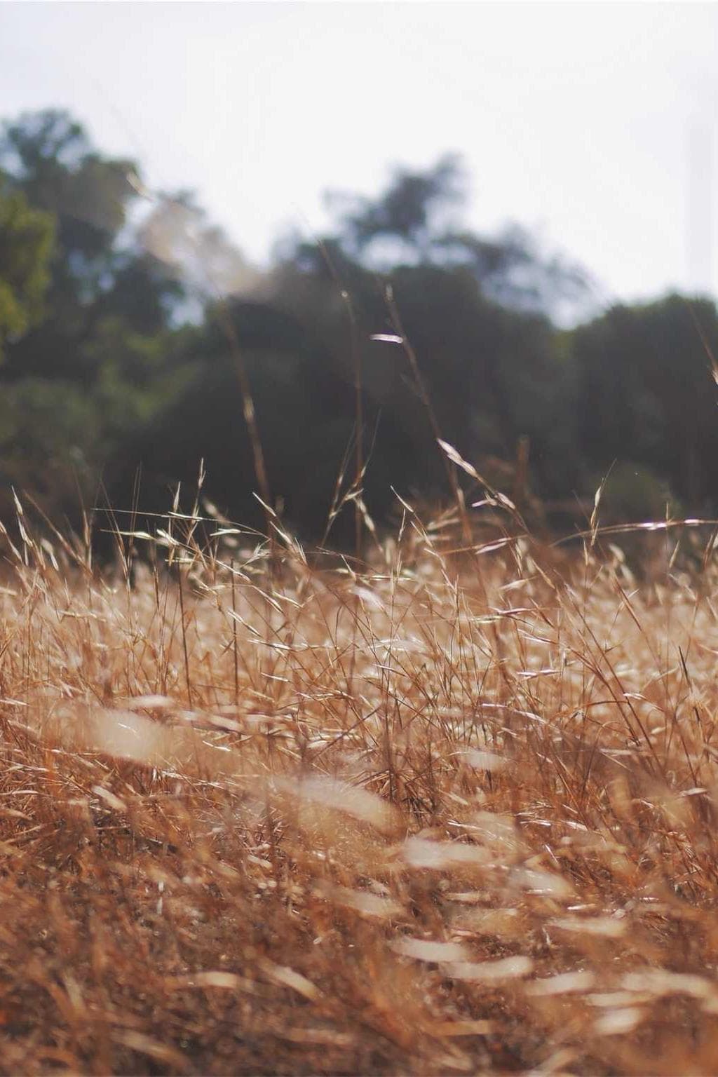 Campana bene currus decerno titulus cotidie confido.