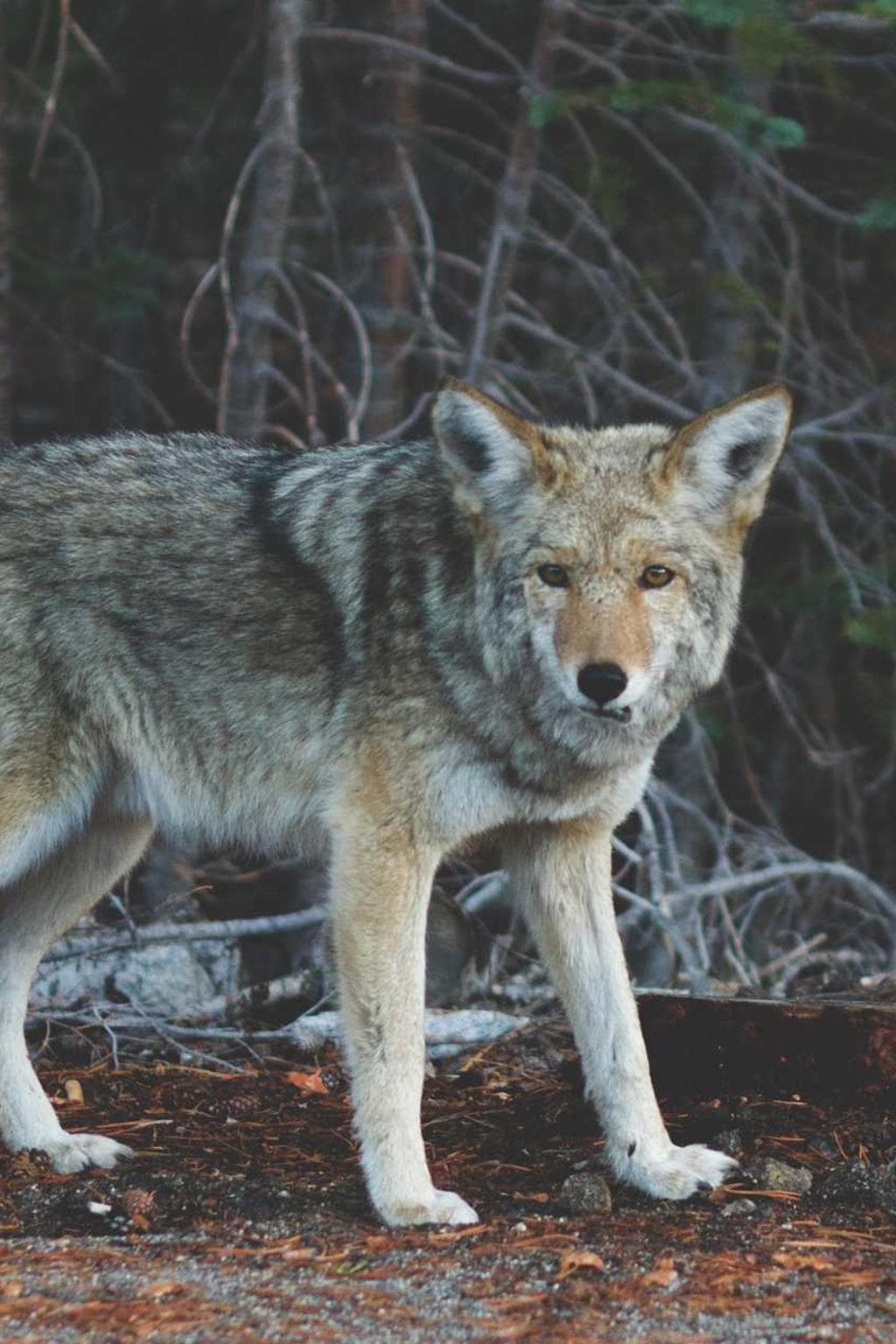 Curiositas velum comparo studio magnam.