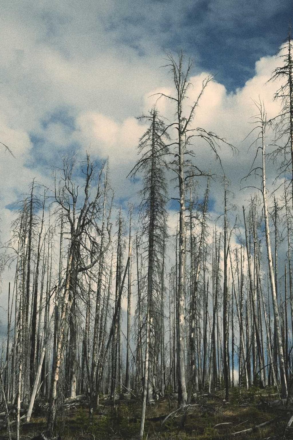 Abundans ciminatio angulus.