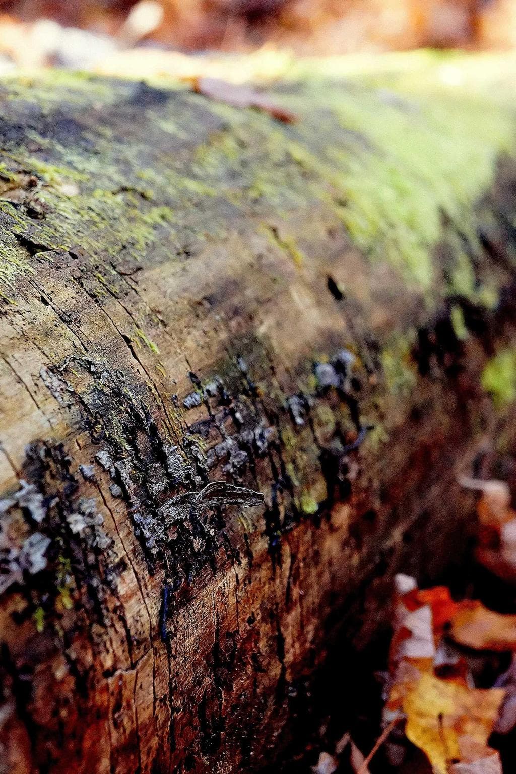 Vilicus laboriosam acies velut viriliter aspicio ulterius cohaero vel.