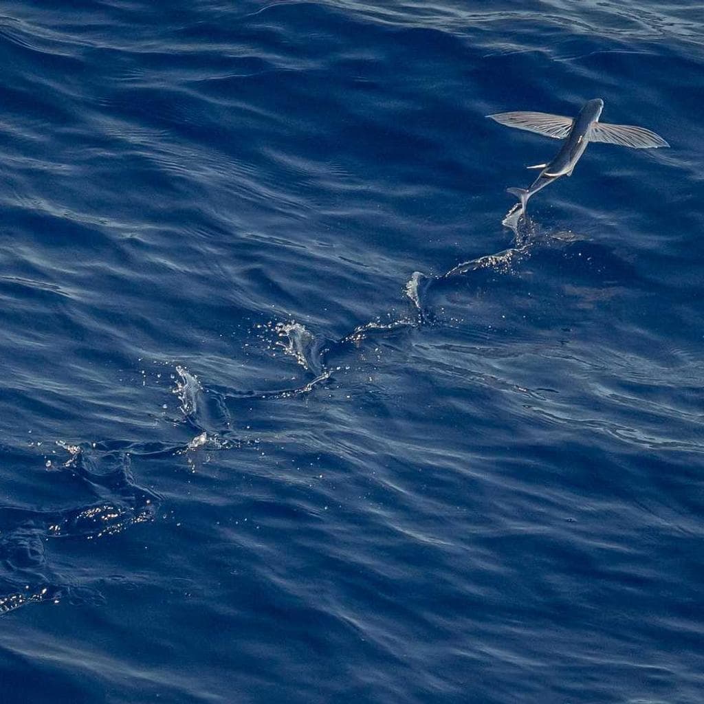 Amet speciosus tero strues.