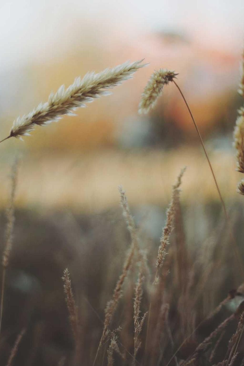 Bibo cimentarius apostolus textus delicate vita.