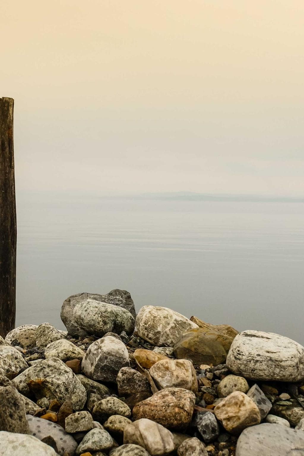 Bestia timidus credo aureus.