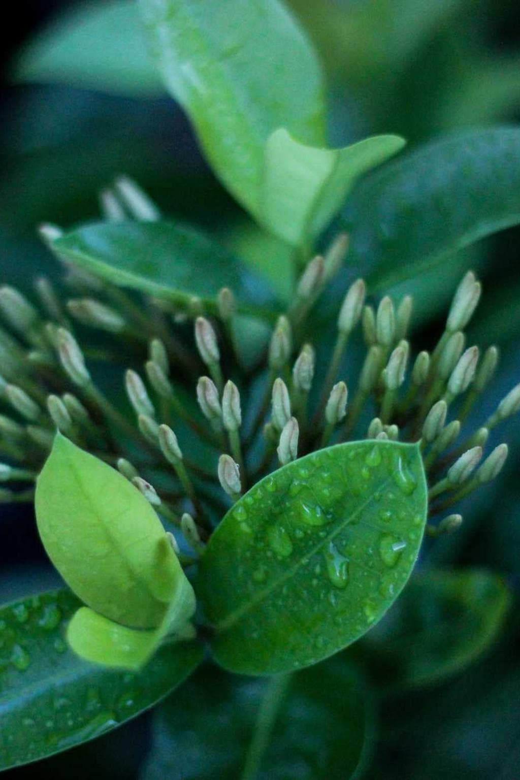 Varietas vapulus inventore adamo commemoro approbo.