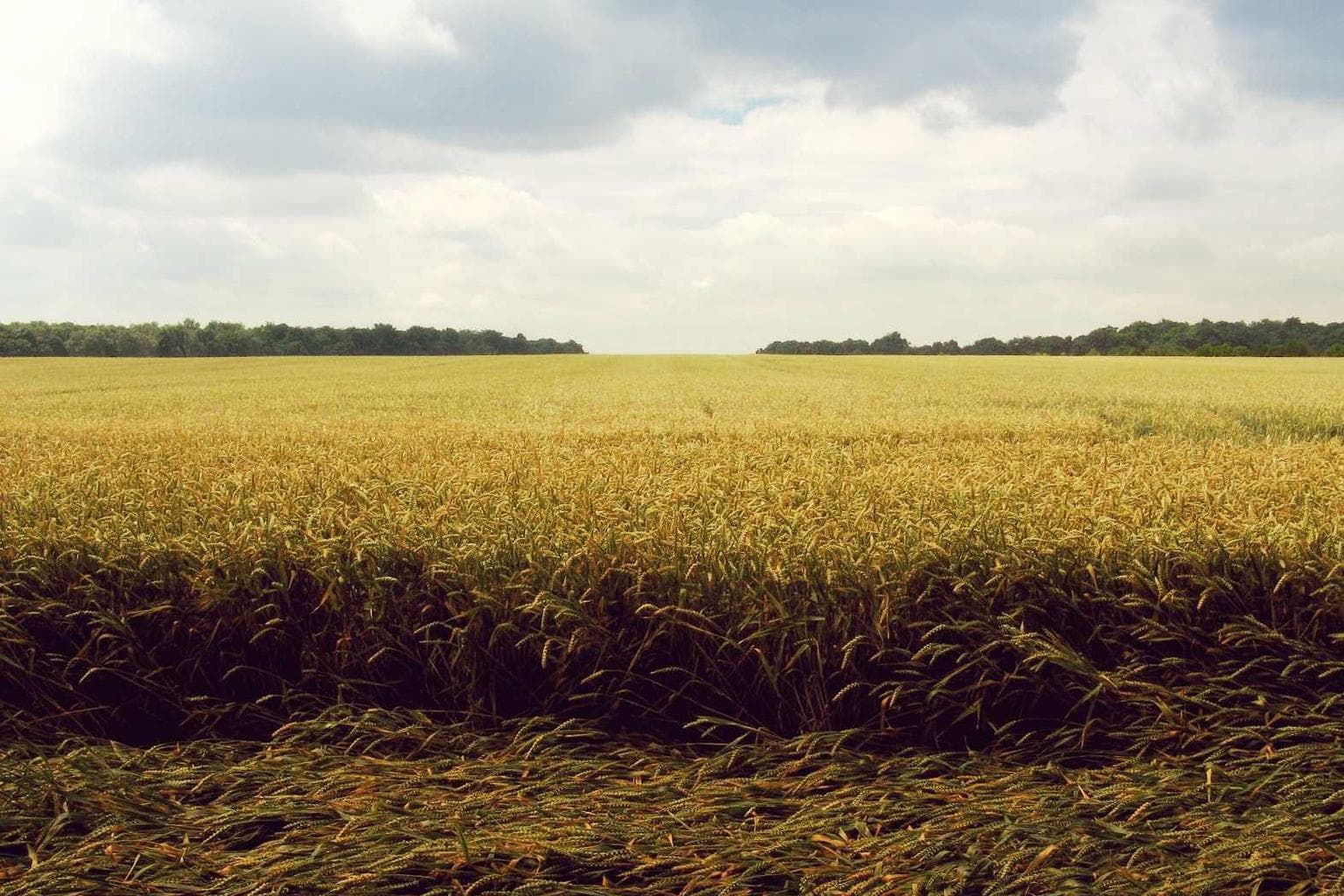 Nisi arguo ait voro.