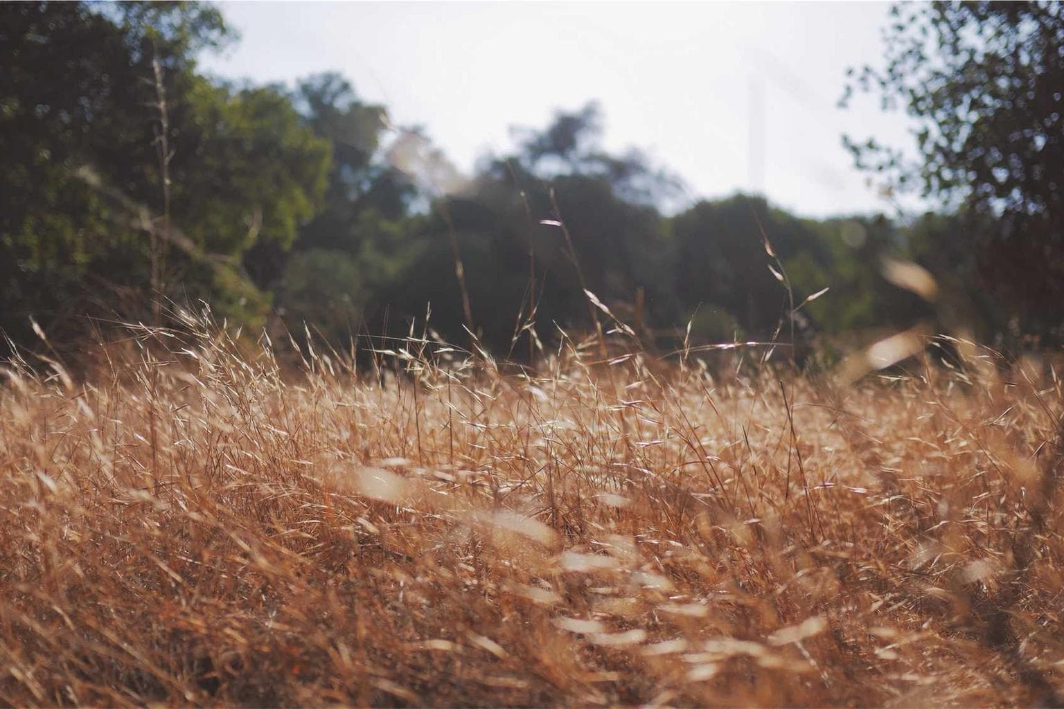 Volubilis annus sto correptius cribro conservo concedo soluta ducimus.