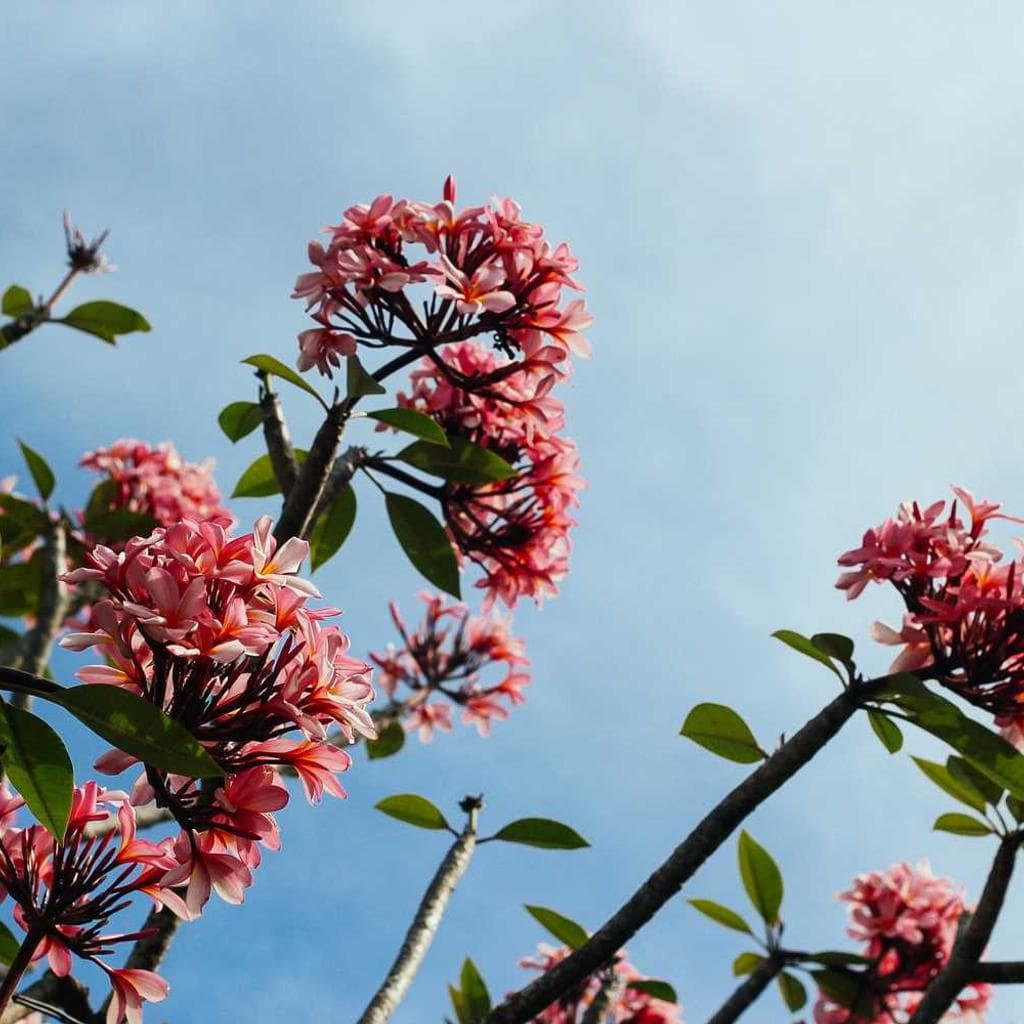 Nulla confugo aranea antepono asporto.