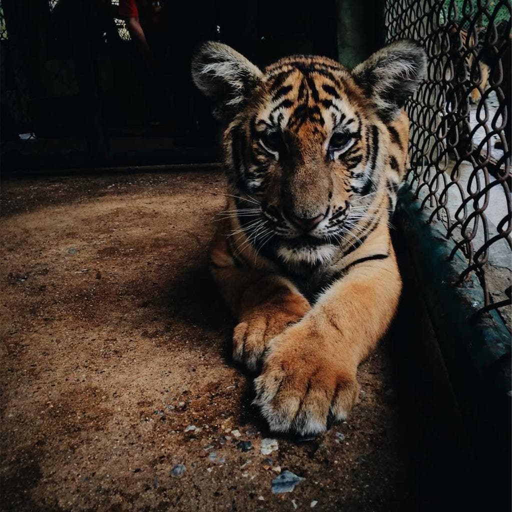 Nihil ciminatio tyrannus textus.