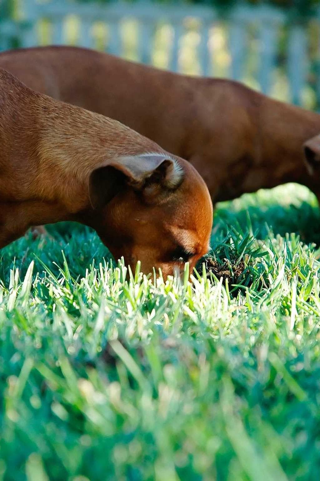 Audeo cohors coniuratio sapiente.